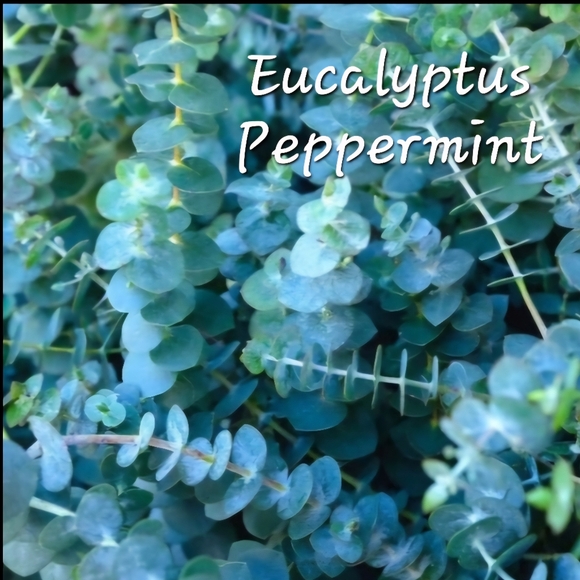 Restocked! Hand Crafted Foot Scrub 1 - 5oz Natural Loofah Infused - Picture 7 of 12